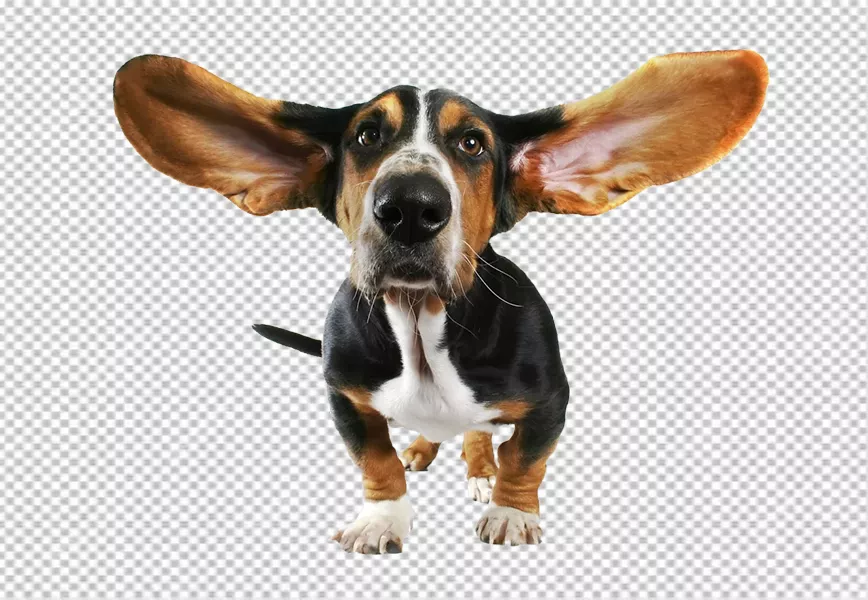 Free Premium PNG cute small dog with flying ears
